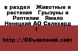 в раздел : Животные и растения » Грызуны и Рептилии . Ямало-Ненецкий АО,Салехард г.